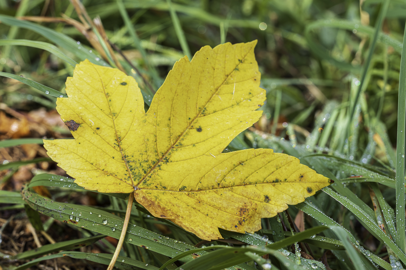 Verwelkendes Blatt eines Bergahorn [Acer pseudoplatanus]