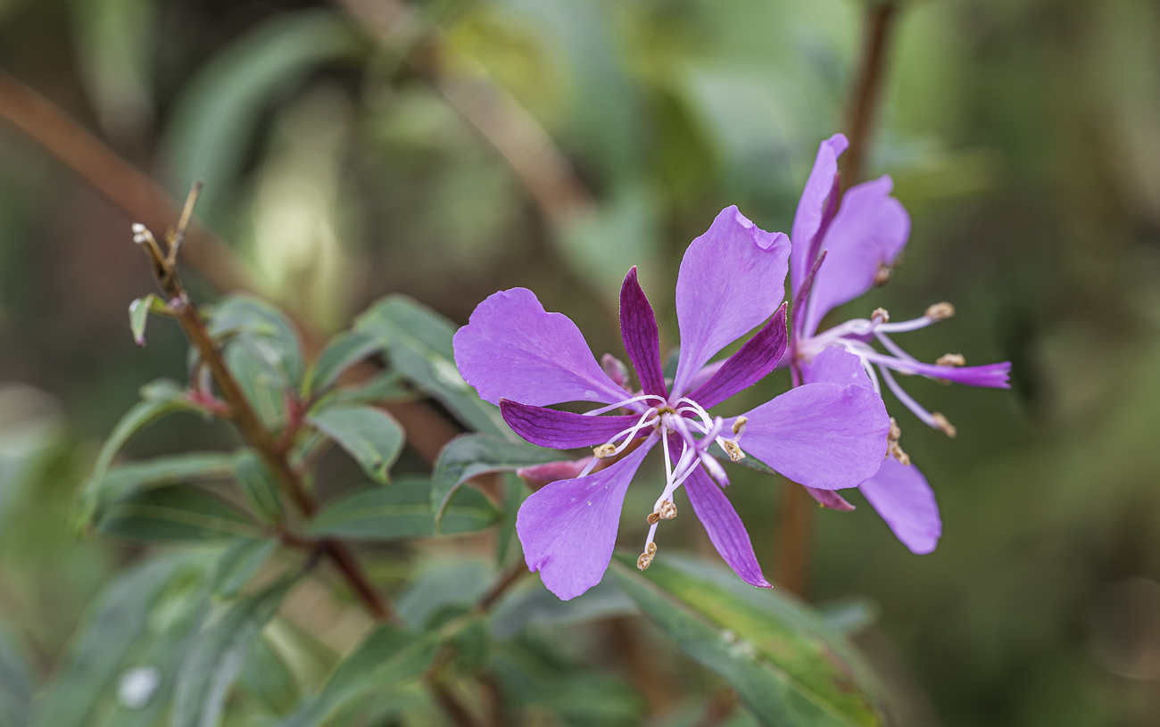 Schmalbl&auml;ttriges Weidenr&ouml;schen [Epilobium angustifolium]