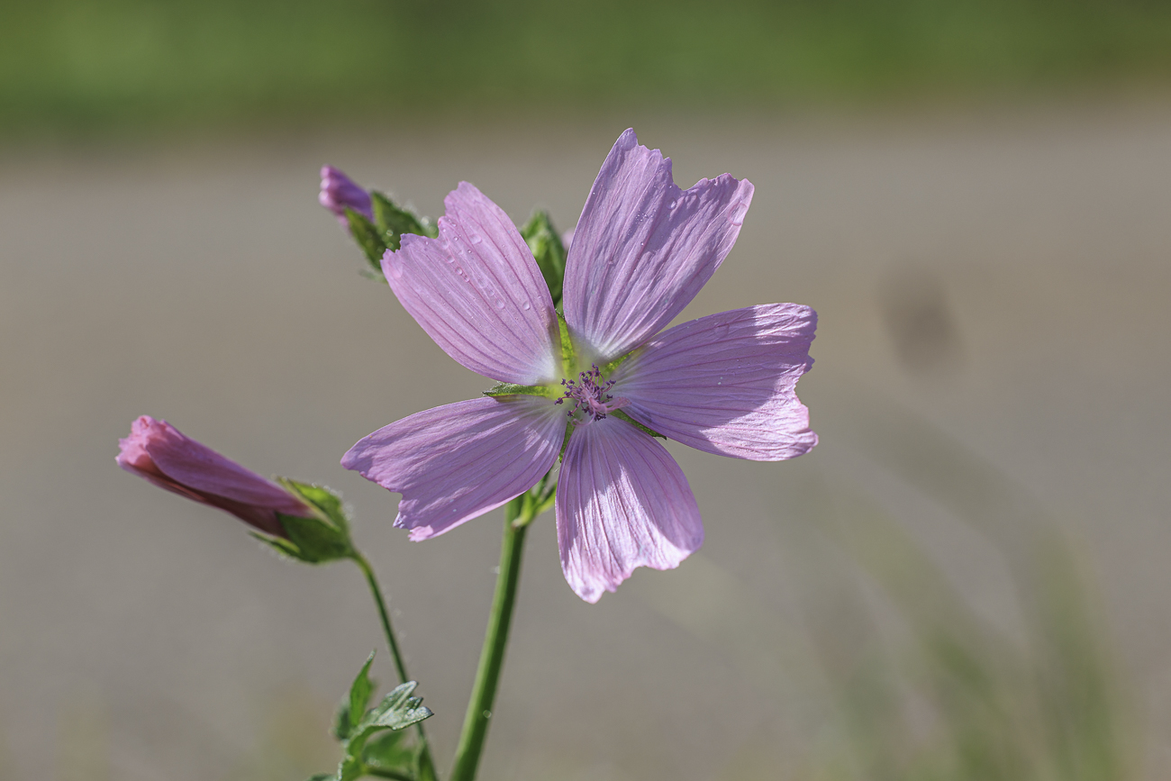 Moschus Malve [Malva moschata]