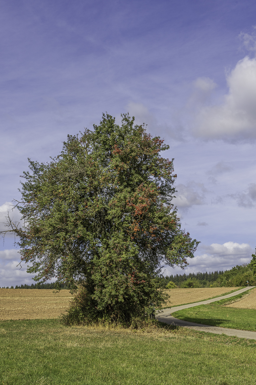 Sch&ouml;ner Herzbl&auml;ttriger Birnbaum [Pyrus cordata] ...