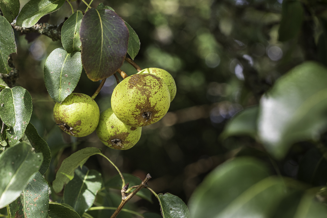 ... die Früchte sehen aus wie Äpfel, schmecken aber wie Birne