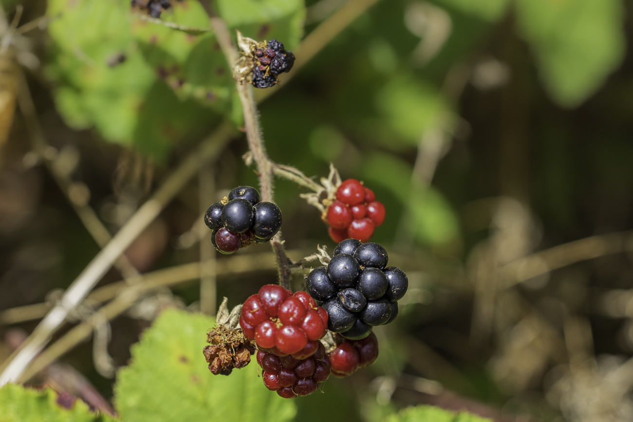 Brombeere [Rubus fruticosus]