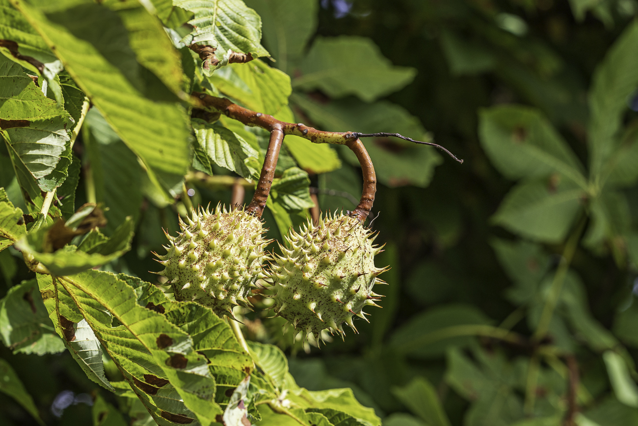 Gew&ouml;hnliche Rosskastanie [Aesculus hippocastanum]