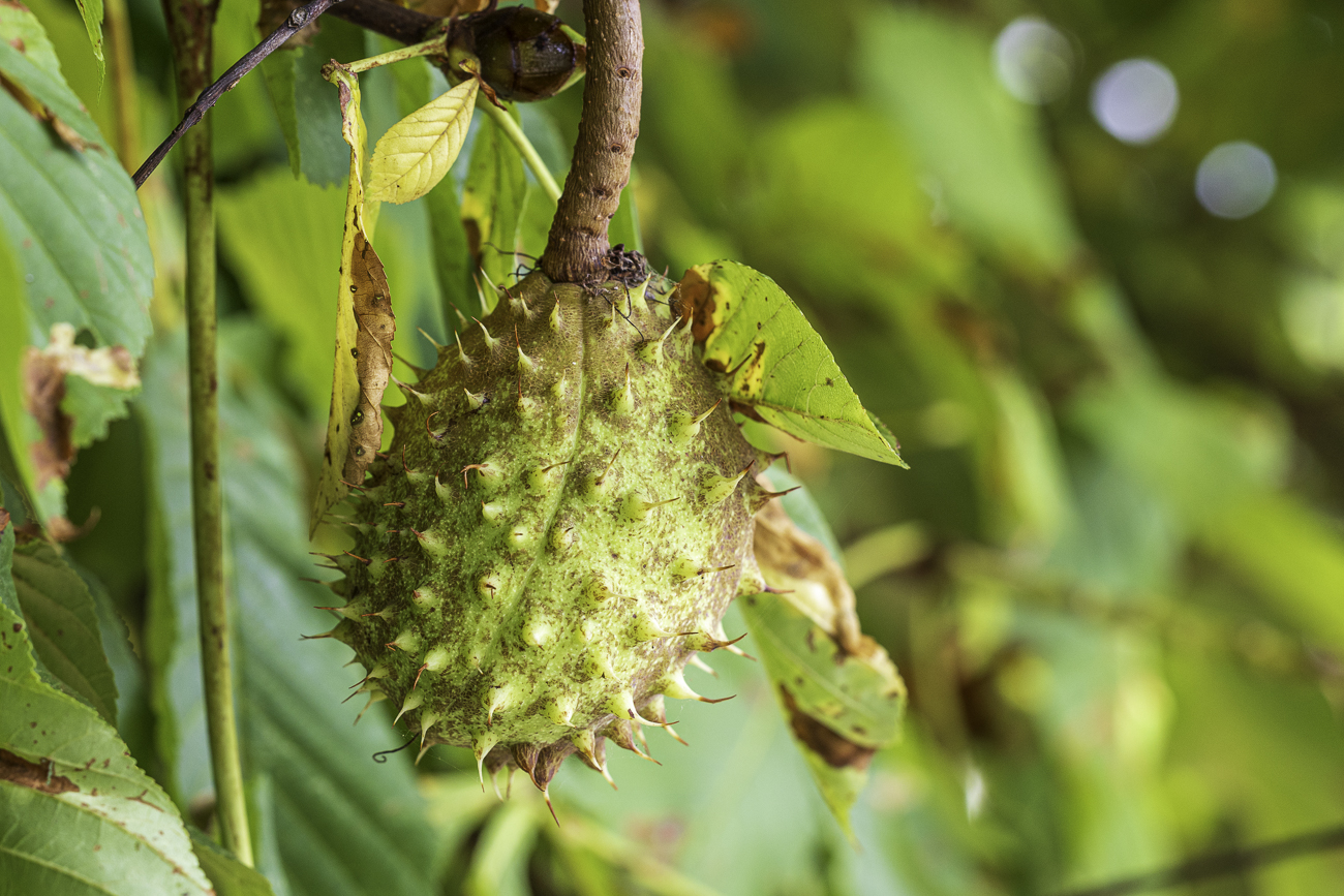 Gew&ouml;hnliche Rosskastanie [Aesculus hippocastanum]